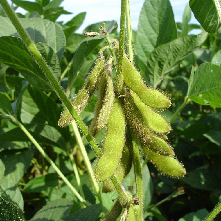 500GRAM ĐẬU NÀNH NGUYÊN HẠT THUẦN CHỦNG HỮU CƠ TỰ NHIÊN - HẠT BAN MÊ FOOD