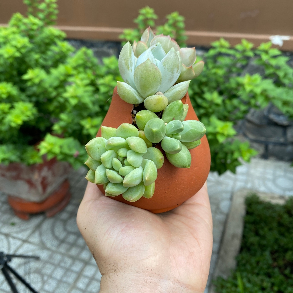 Chậu đất nung - Chậu trồng sen đá, xương rồng - Chậu bình vôi xẻ miệng 4.5cm, cao 7.5cm