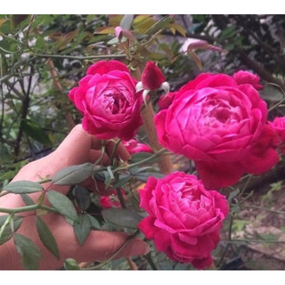 Cây giống nhỏ hồng cổ huế 15-25cm