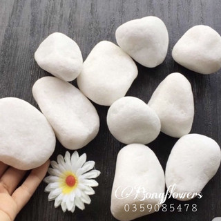 1 Kg Sỏi Trắng Dải Chậu 3 cỡ To - Nhỡ - Nhỏ