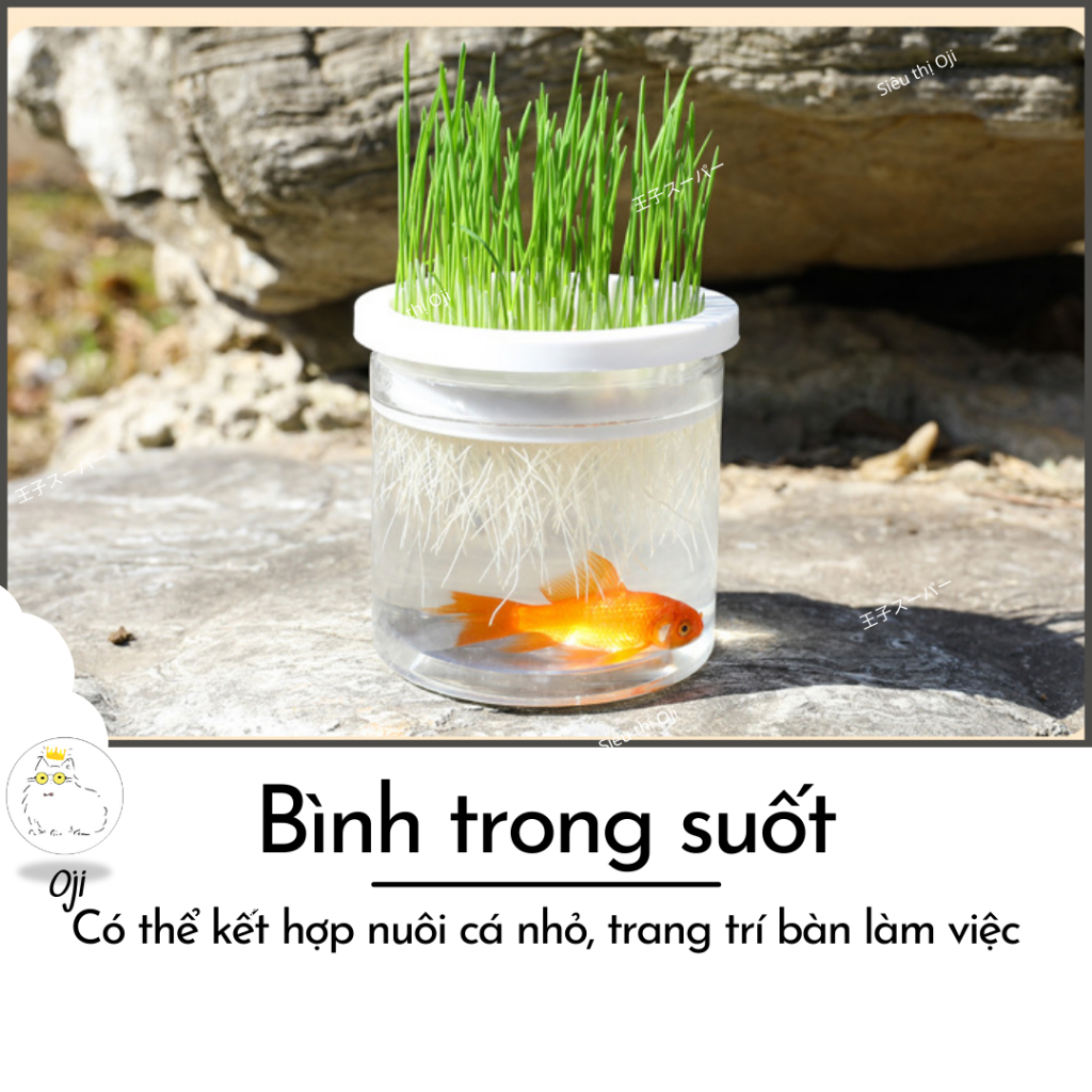[Set đầy đủ] Hạt Giống Cỏ Mèo kèm Bình trồng thủy canh KẾT HỢP BỂ CÁ