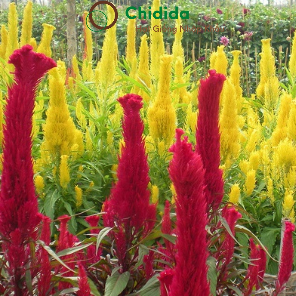 Hạt giống hoa mào gà đuôi phụng Chidida giống mào gà phụng vỹ vàng Thái Lan gói 400 hạt