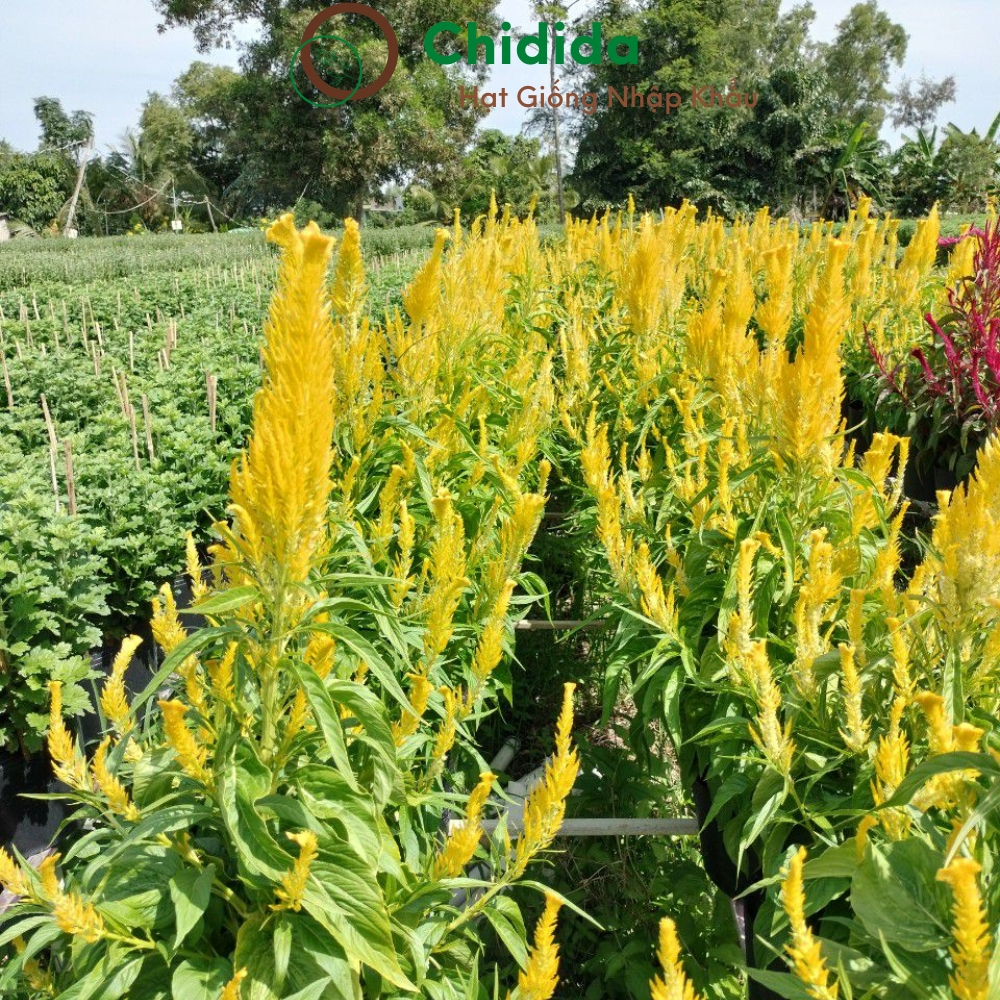 Hạt giống hoa mào gà đuôi phụng Chidida giống mào gà phụng vỹ vàng Thái Lan gói 400 hạt