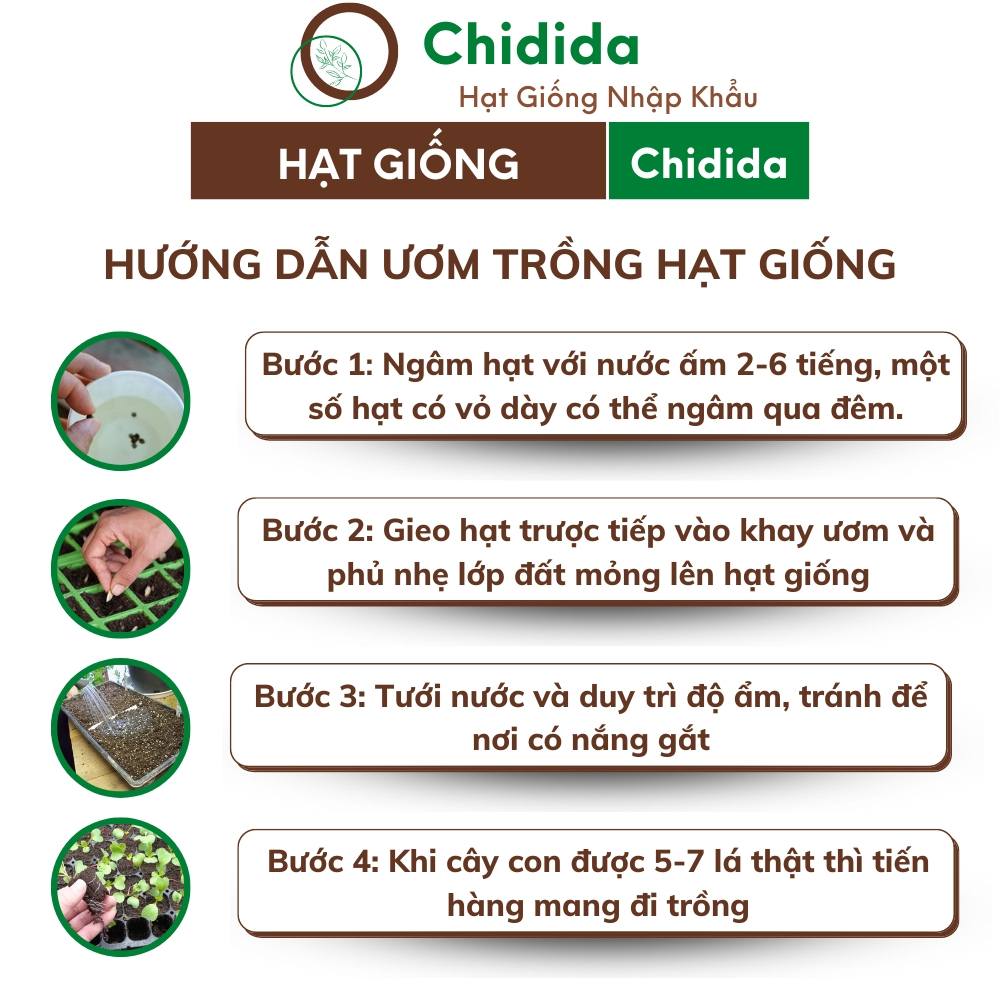 Hạt giống hoa mào gà đuôi phụng Chidida giống mào gà phụng vỹ vàng Thái Lan gói 400 hạt