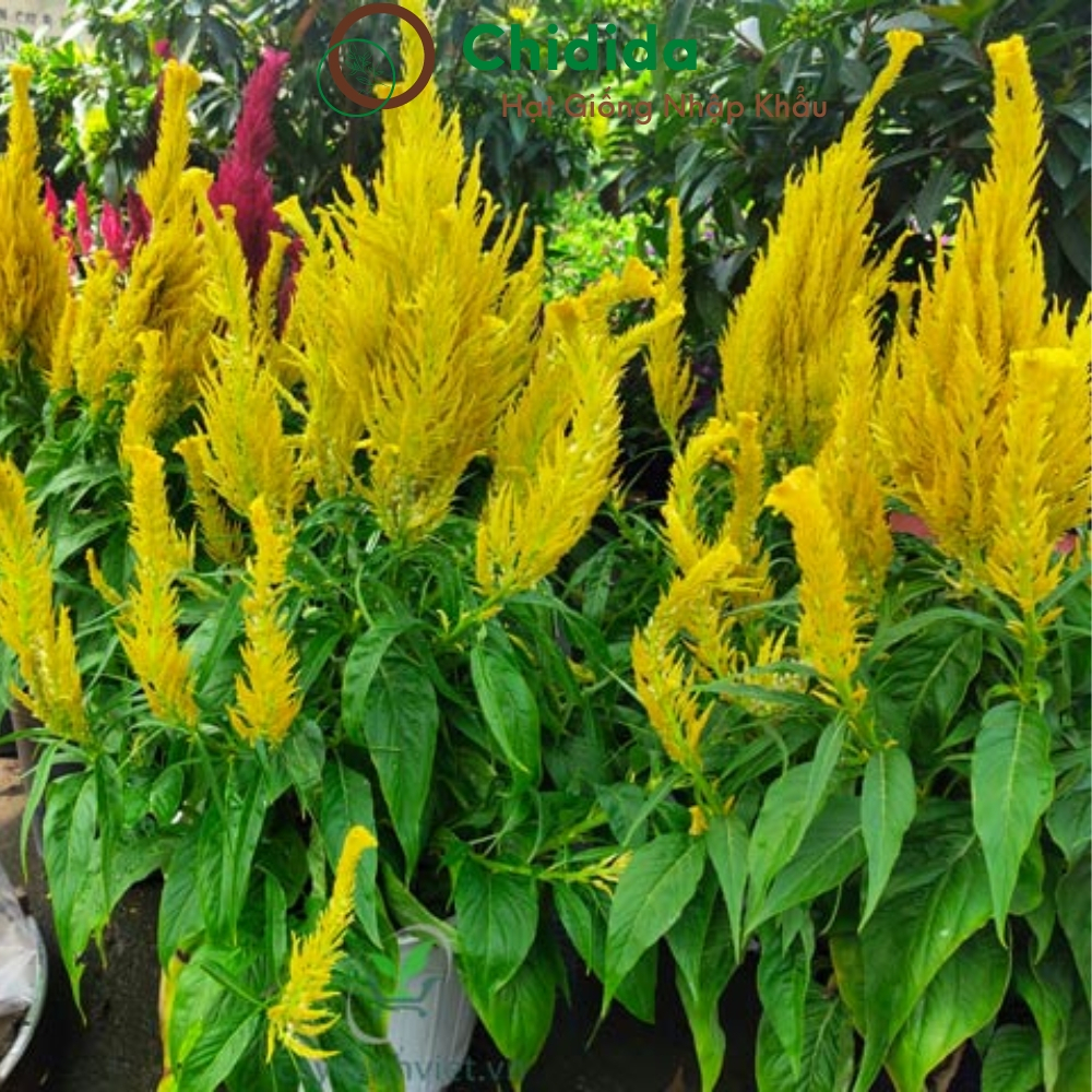 Hạt giống hoa mào gà đuôi phụng Chidida giống mào gà phụng vỹ vàng Thái Lan gói 400 hạt