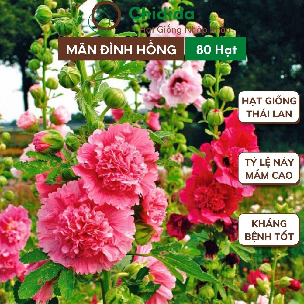 Hạt giống hoa mãn đình hồng Chidida hoa cánh kép mix màu Thái Lan gói 80 hạt