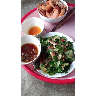 Sầu đâu bầu lớn, cây trồng nhanh cho đọt