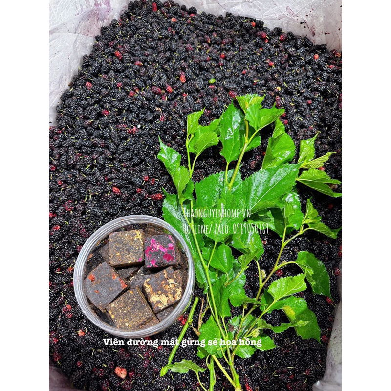 Cốt cao dâu tằm Thảo Nguyên Home