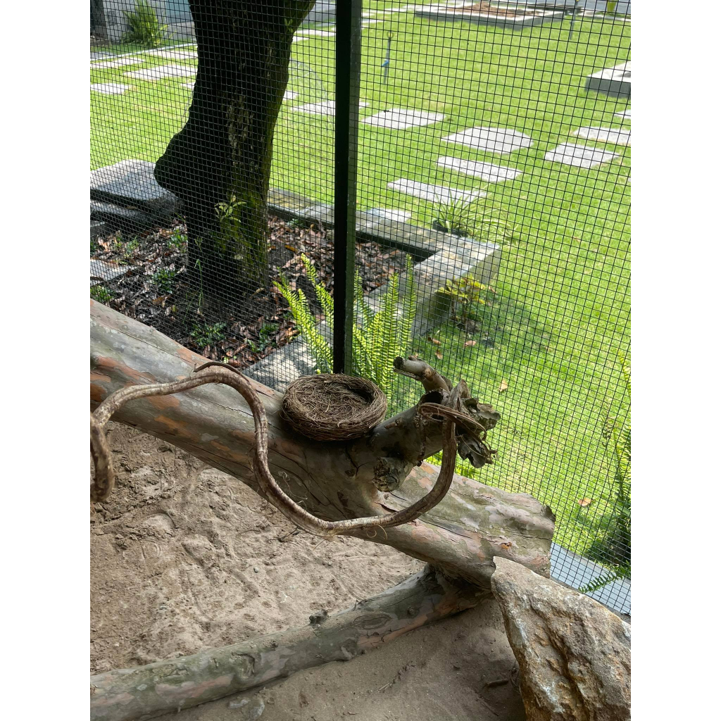 Rơm lót tổ cho chim