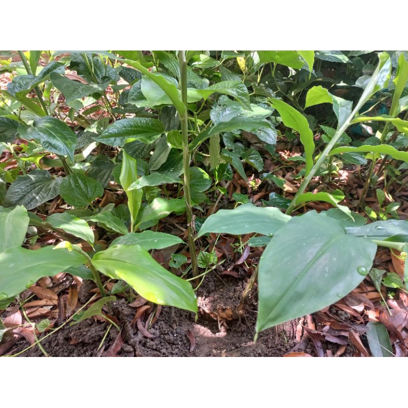 1kg củ gừng gió tươi