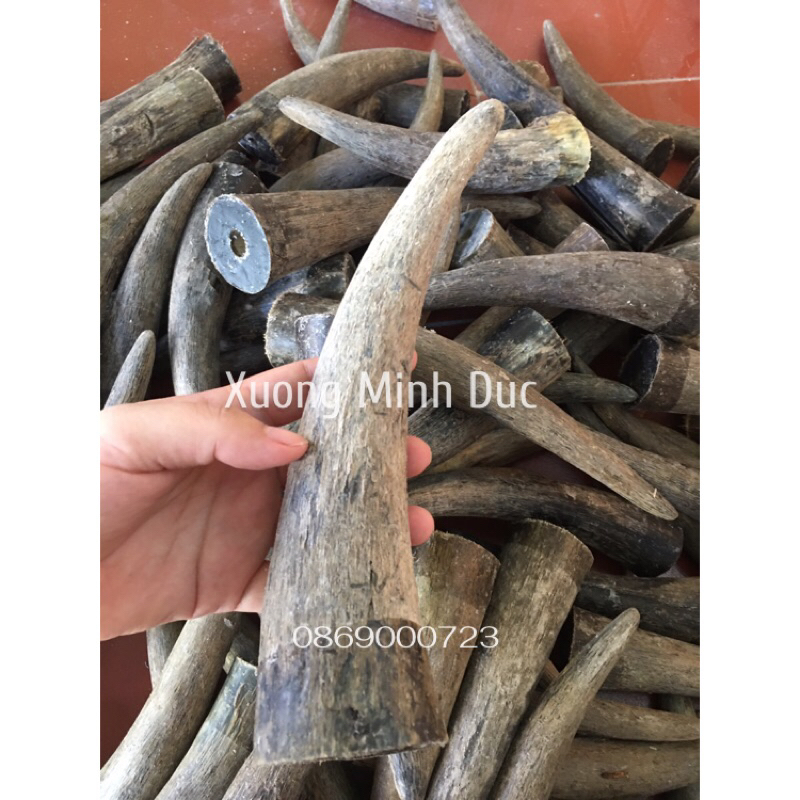 Chóp sừng bò Phi đen loại đặc không nứt 18-20cm.