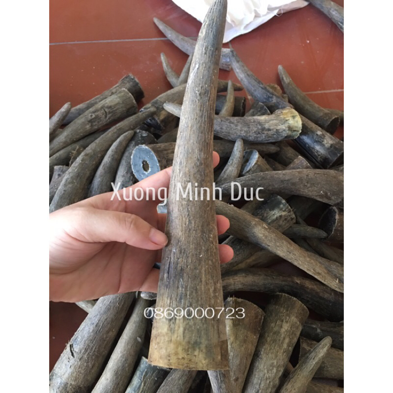 Chóp sừng bò Phi đen loại đặc không nứt 18-20cm.