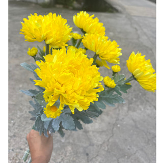 Hoa Cúc Thân Mốc Giống Thật  Trang Trí ( Hoa Giả)