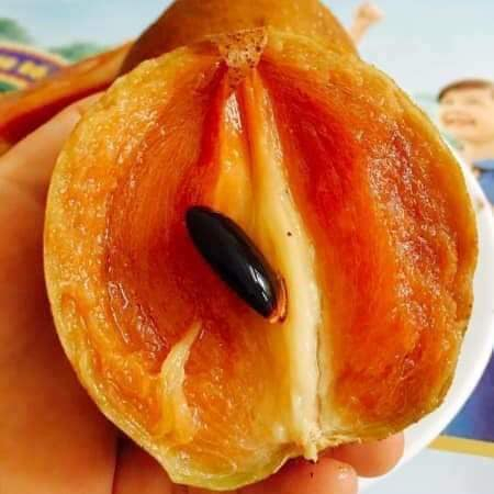 Cây giống hồng xiêm Mexico, sapoche Mexico, cây to, được kiểm tra cây trước khi thanh toán