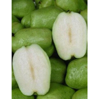 Cây giống ổi không hạt Phugi
