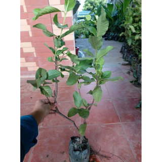 Cây giống ổi không hạt Phugi