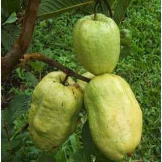 Cây giống ổi không hạt Phugi