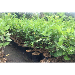 Cây giống ổi không hạt Phugi