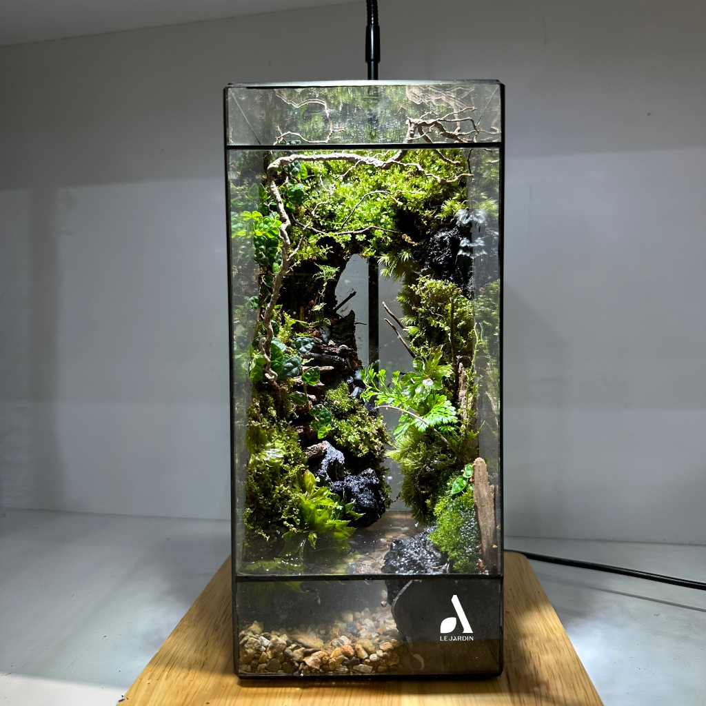 Bình đa giác kín BABYLON 04, bình kín terrarium, bể đa giác, bể kính hình học, bể terrarium, terrarium setup sẵn