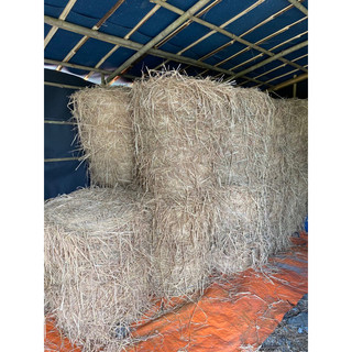 5kg Rơm khô dùng trồng cây