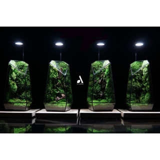 HƠN 30 MẪU - Bình đa giác không, chưa gồm layout setup, bể đa giác hình học, bể terrarium, terrarium mini