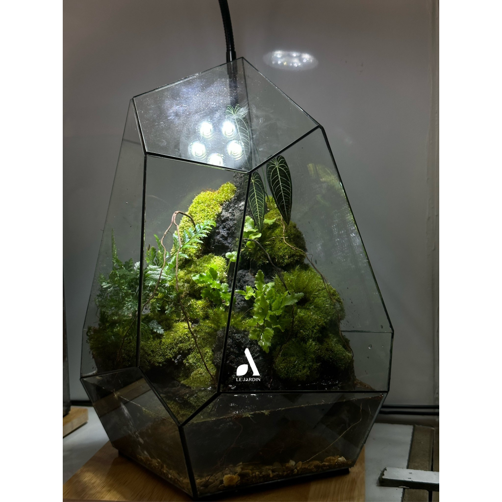 Bình đa giác set up Terrarium, bể đa giác hình học, bể terrarium, terrarium mini - HƠN 30 MẪU