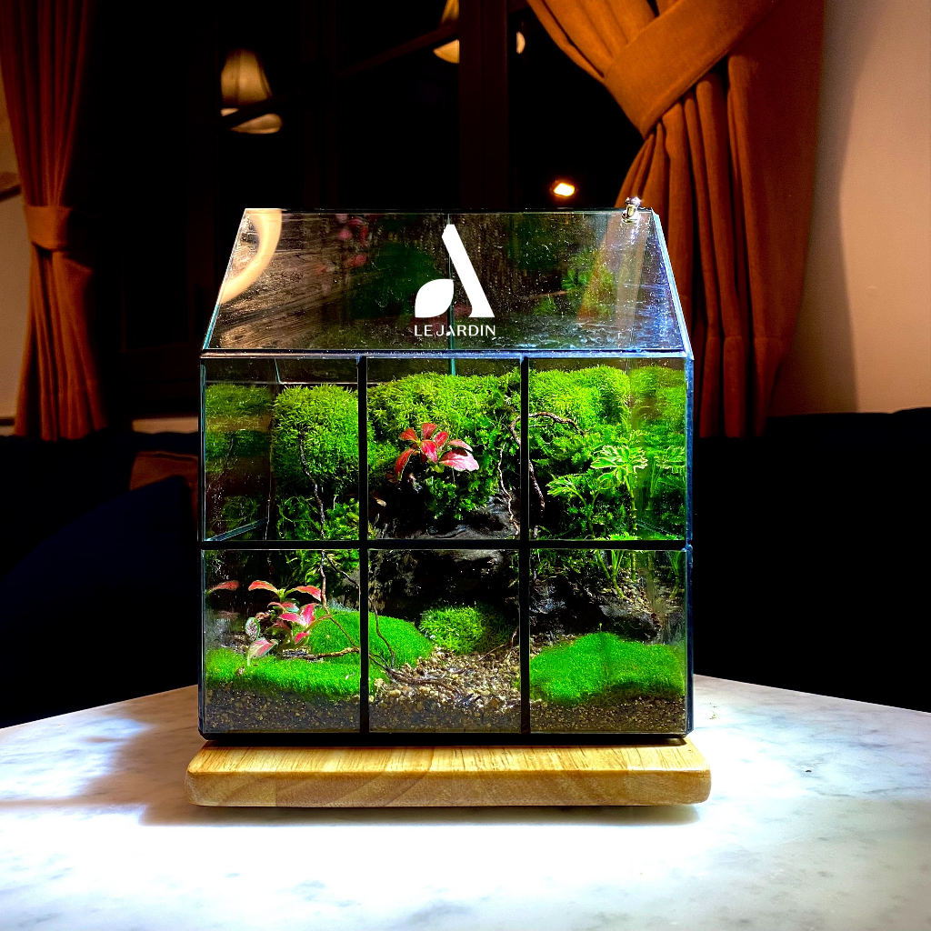 Bình đa giác set up Terrarium, bể đa giác hình học, bể terrarium, terrarium mini - HƠN 30 MẪU