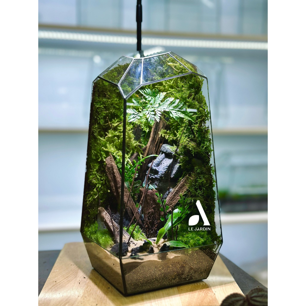 Bình đa giác set up Terrarium, bể đa giác hình học, bể terrarium, terrarium mini - HƠN 30 MẪU