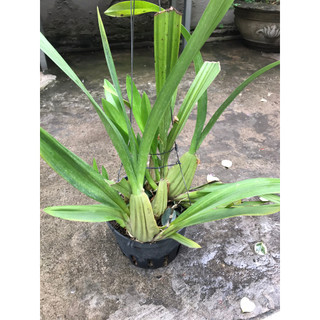 giò hoa lan vũ nữ mật ngọt size to