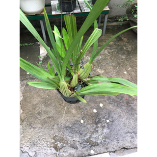 giò hoa lan vũ nữ mật ngọt size to