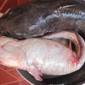 Khô cá ngát 3 nắng ướp gia vị không mặn