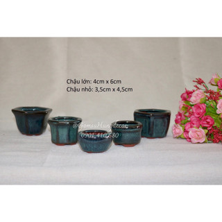 Chậu bonsai, sen đá mini dễ thương, xinh xắn để bàn.