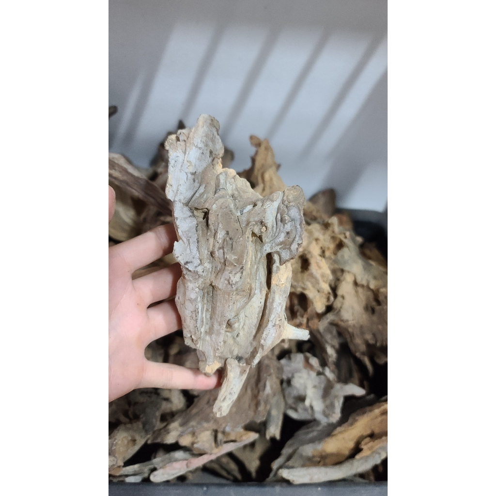 Lũa mini, lũa nhẹ phù hợp làm bể terarium, tiêu cảnh hòn non bộ