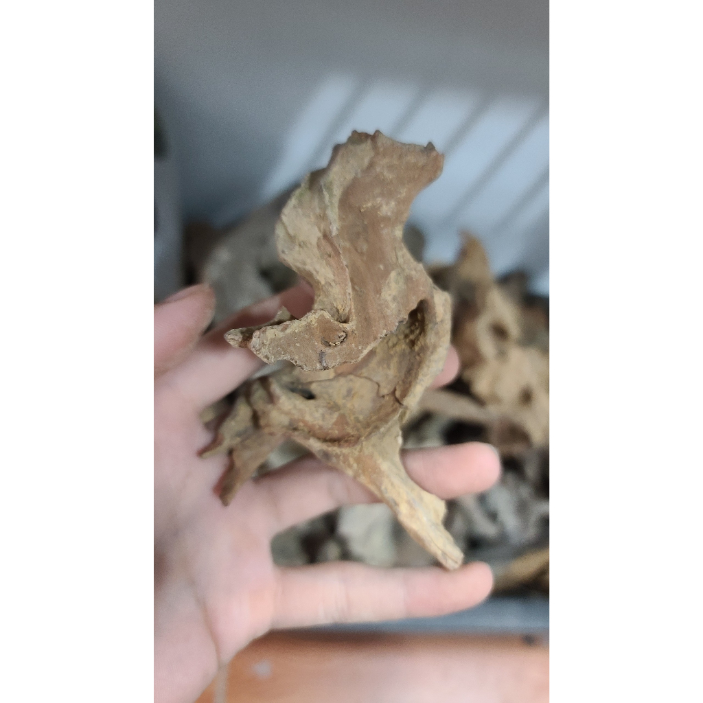 Lũa mini, lũa nhẹ phù hợp làm bể terarium, tiêu cảnh hòn non bộ