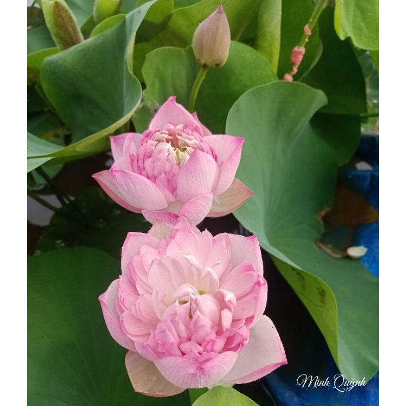 Củ sen Táo hồng