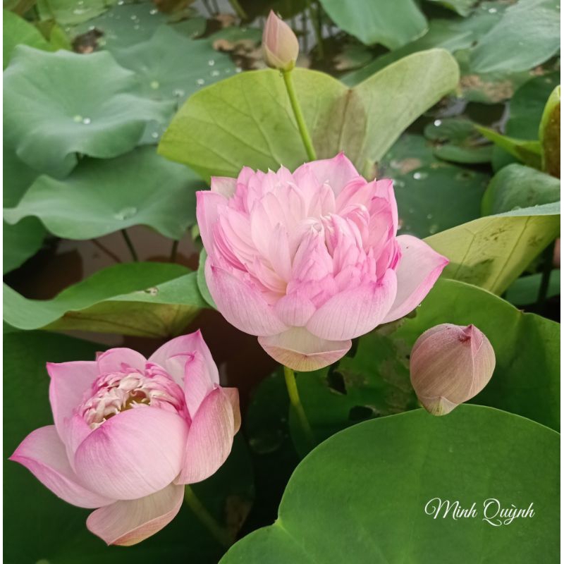 Củ sen Táo hồng