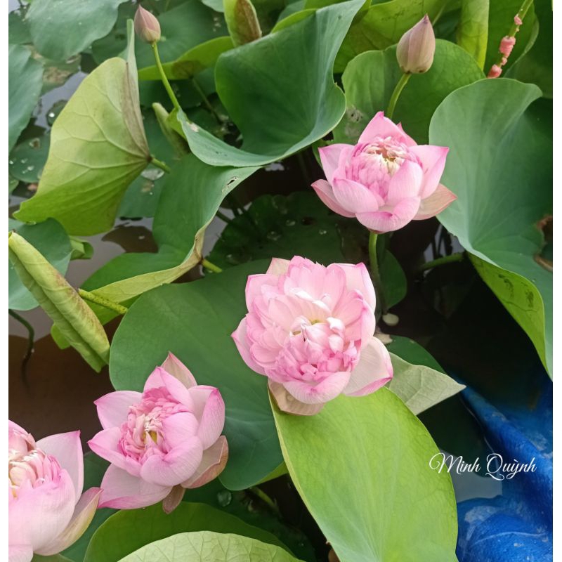 Củ sen Táo hồng