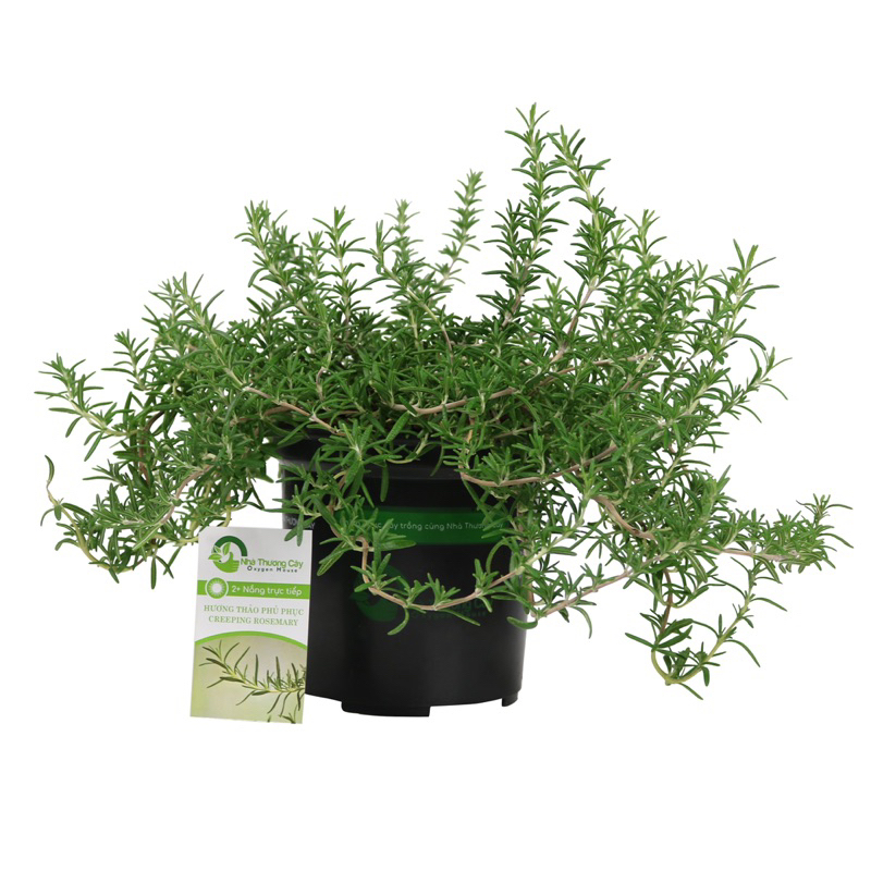 Hương thảo phủ phục | Creeping Rosemary | Cây gia vị Âu