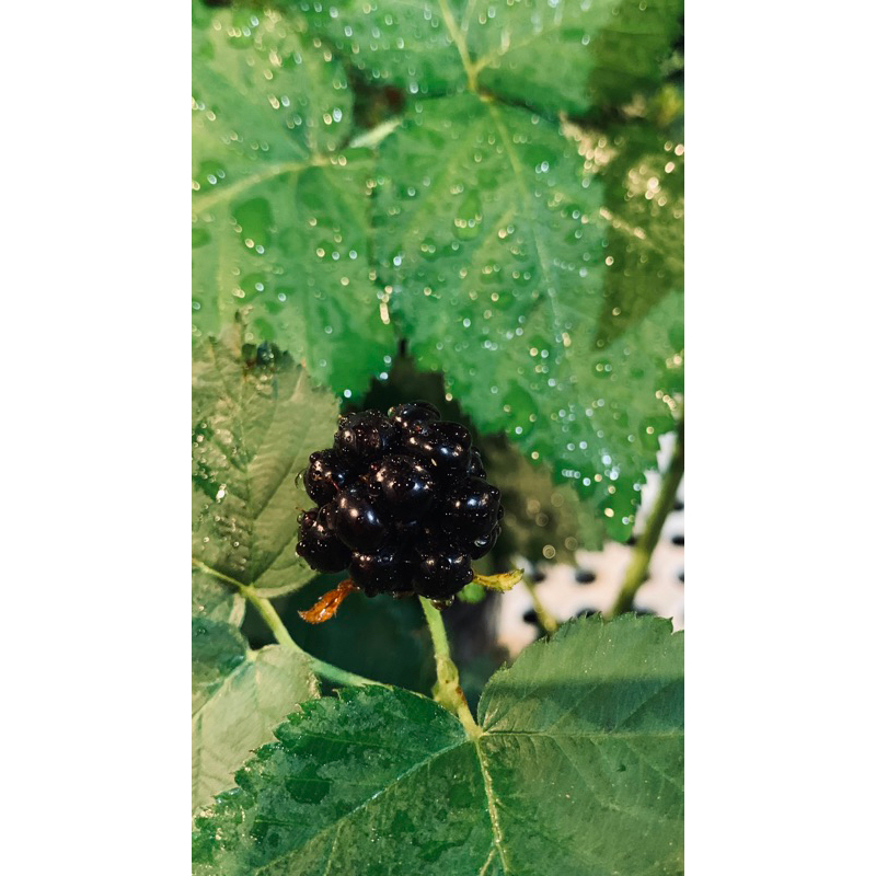 Phúc bồn tử đen| Cây mâm xôi đen| Cây ăn trái