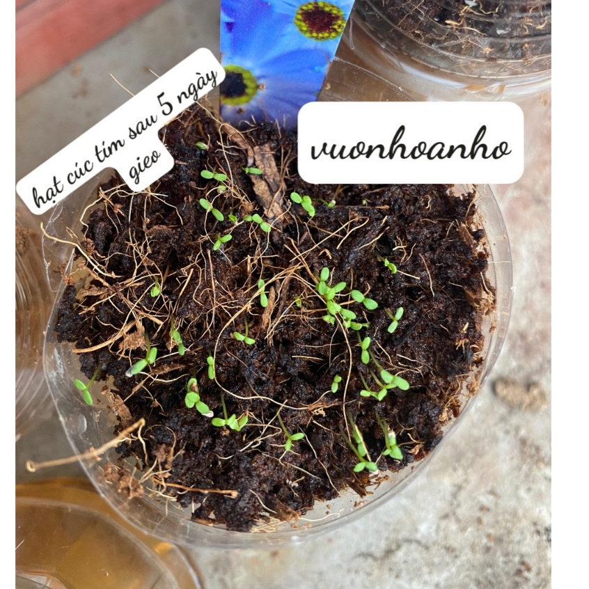 Hoa cúc tím rủ - Brachycome iberdifolia