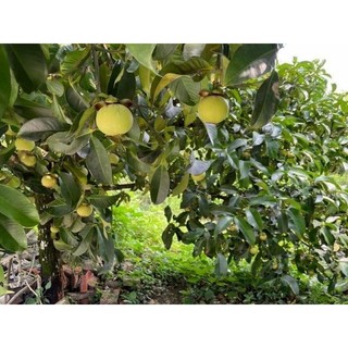 Cây măng cụt Bến Tre