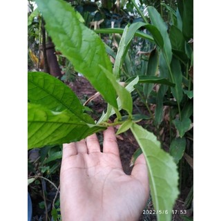 Lá duối nhám tươi 1ký