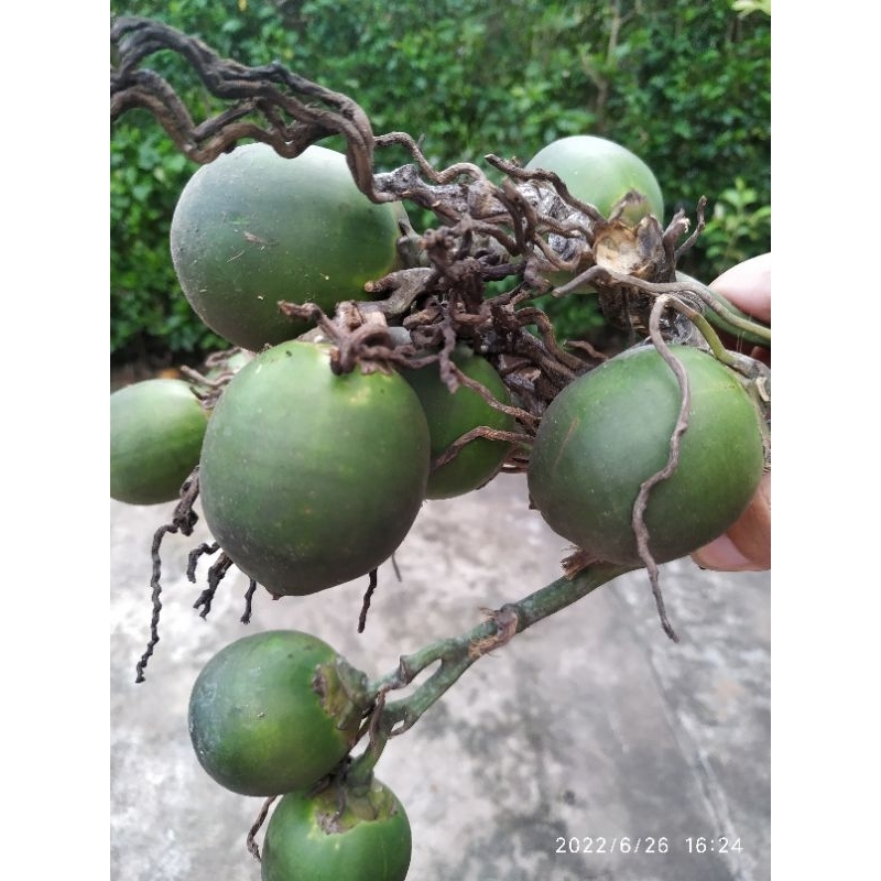 cau ăn trầu 25 quả