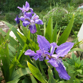 cây giống hoa diên vỹ hoa tím