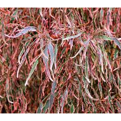 Cây giống Acalypha wilkesiana Firestorm (Cây Firestorm)