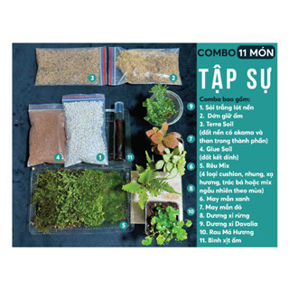 Combo Terrarium 20 món cho người mới chơi, Combo rêu, Combo Terrarium tự làm, Tổng hợp cây dễ chơi
