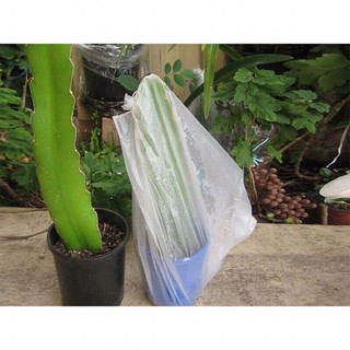 4 cây thanh Long vỏ vàng tặng 1 cây ruột đỏ
