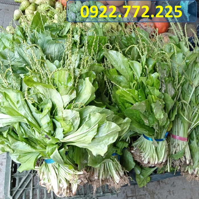 2kg Cây Mã Đề tươi - Hàng có sẵn
