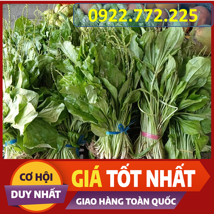 Cây Mã Đề  tươi 1kg