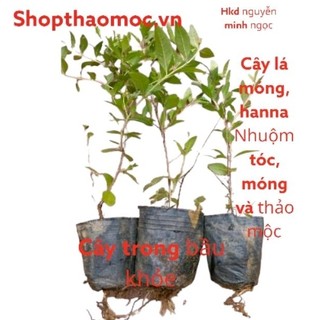 Cây lá móng, , cây thảo nam sơn , cây henna, nhuộm móng tay ,cây mọi , móng chân, tóc, thảo mộc v..v